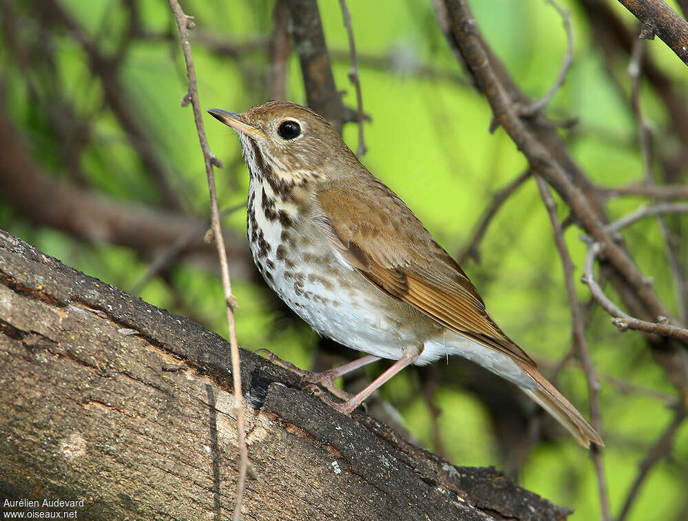 Hermit Thrushadult breeding, identification