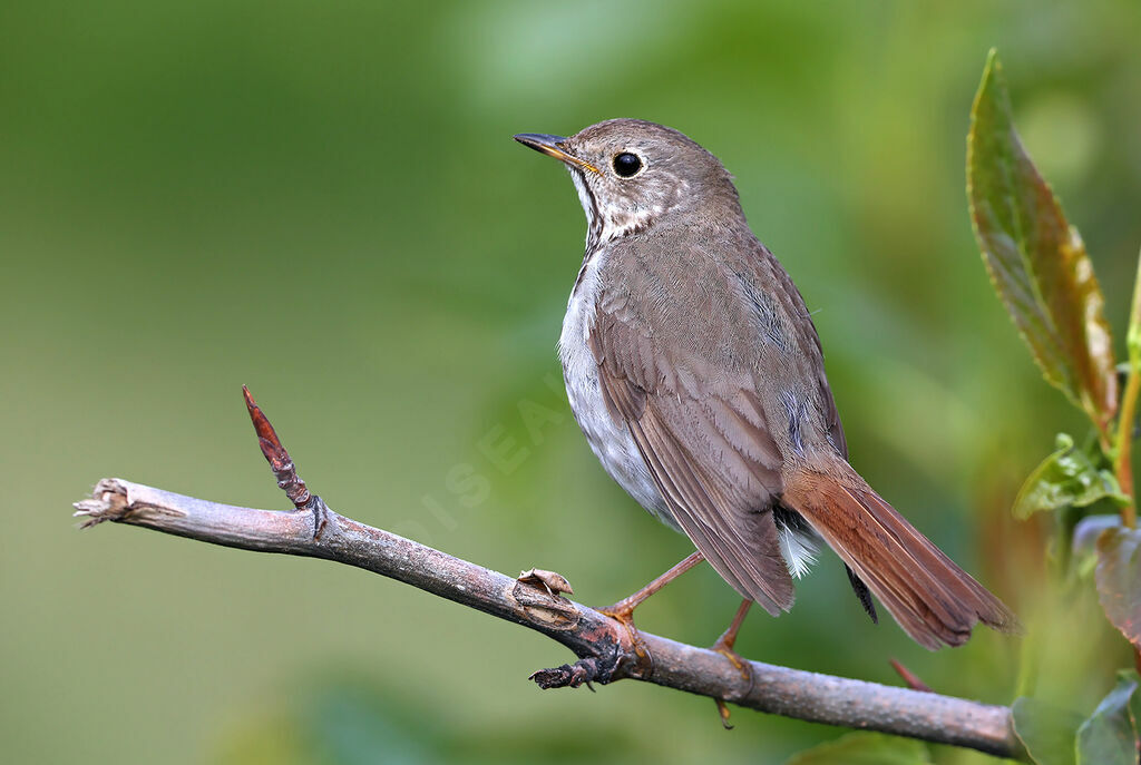 Hermit Thrush