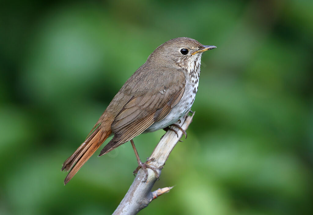 Hermit Thrush male adult, identification