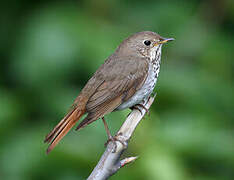 Hermit Thrush