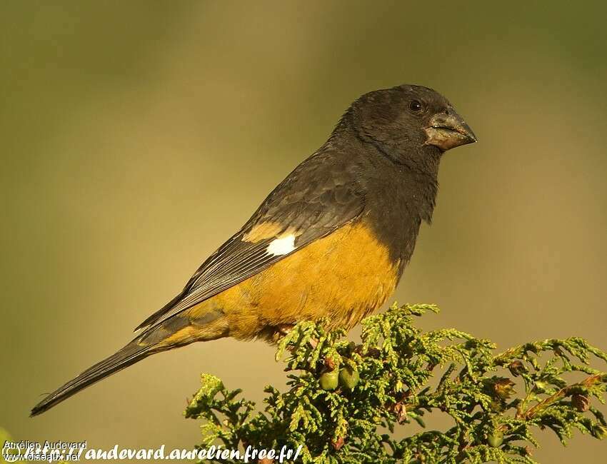 White-winged Grosbeakadult, identification