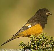 White-winged Grosbeak