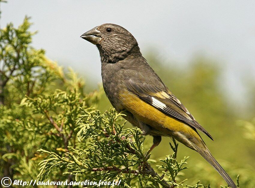 Gros-bec à ailes blanches femelle adulte nuptial