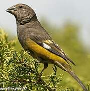 White-winged Grosbeak