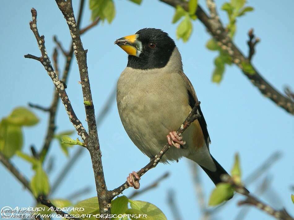 Gros-bec migrateur, identification