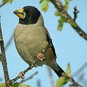 Chinese Grosbeak