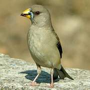 Chinese Grosbeak