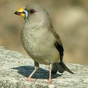 Chinese Grosbeak