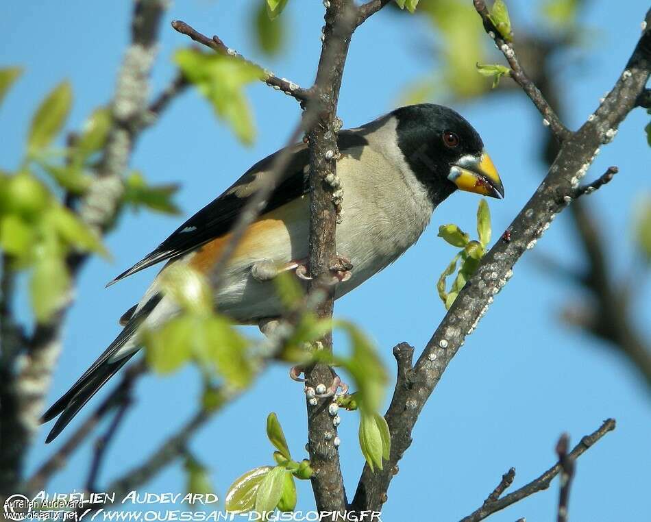 Gros-bec migrateur mâle adulte nuptial, habitat, pigmentation, mange