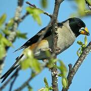 Chinese Grosbeak