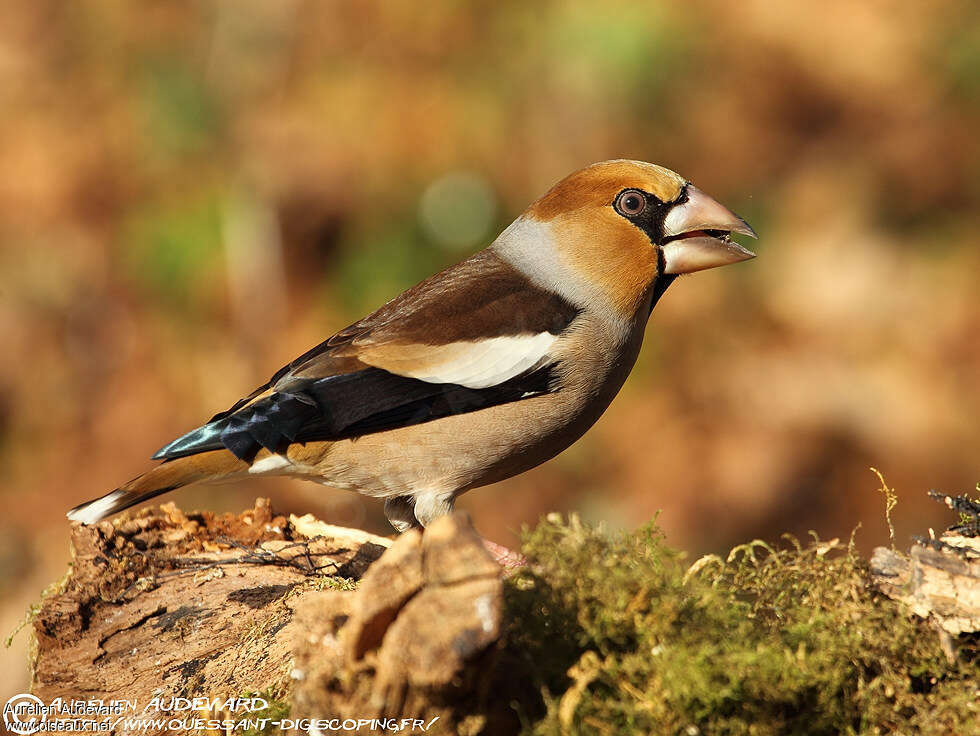 Grosbec casse-noyaux, identification