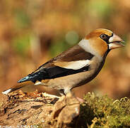 Hawfinch