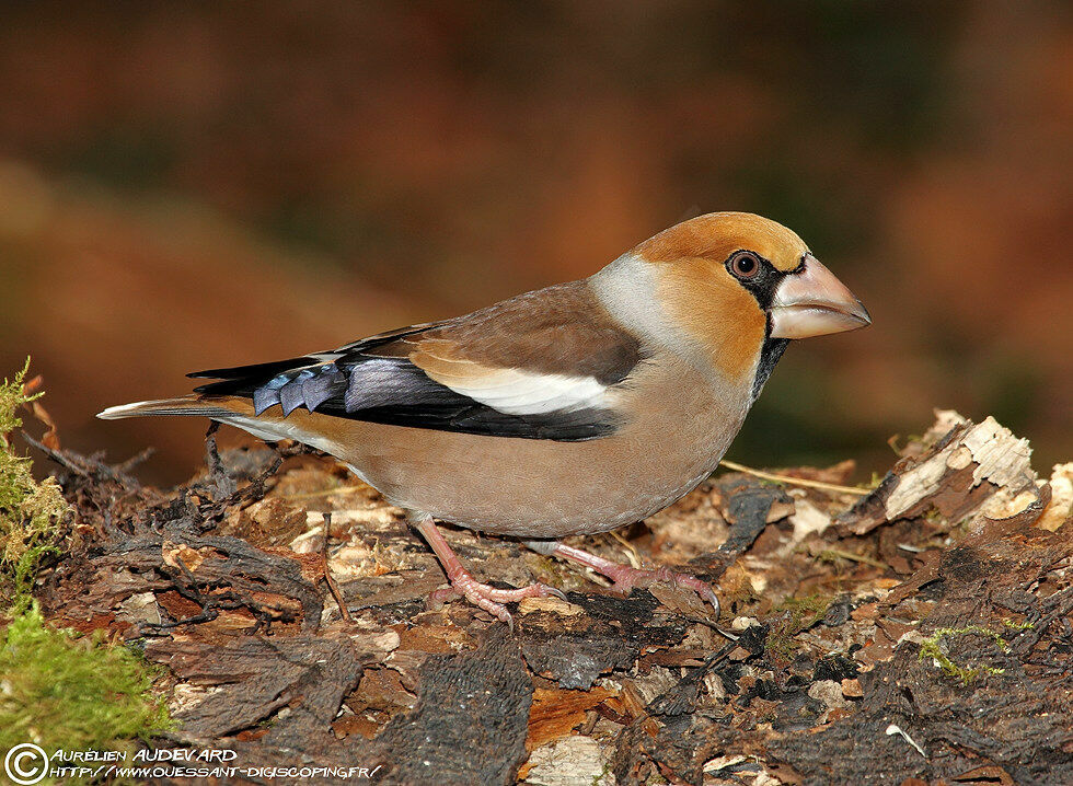 Hawfinch