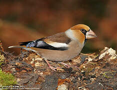 Hawfinch