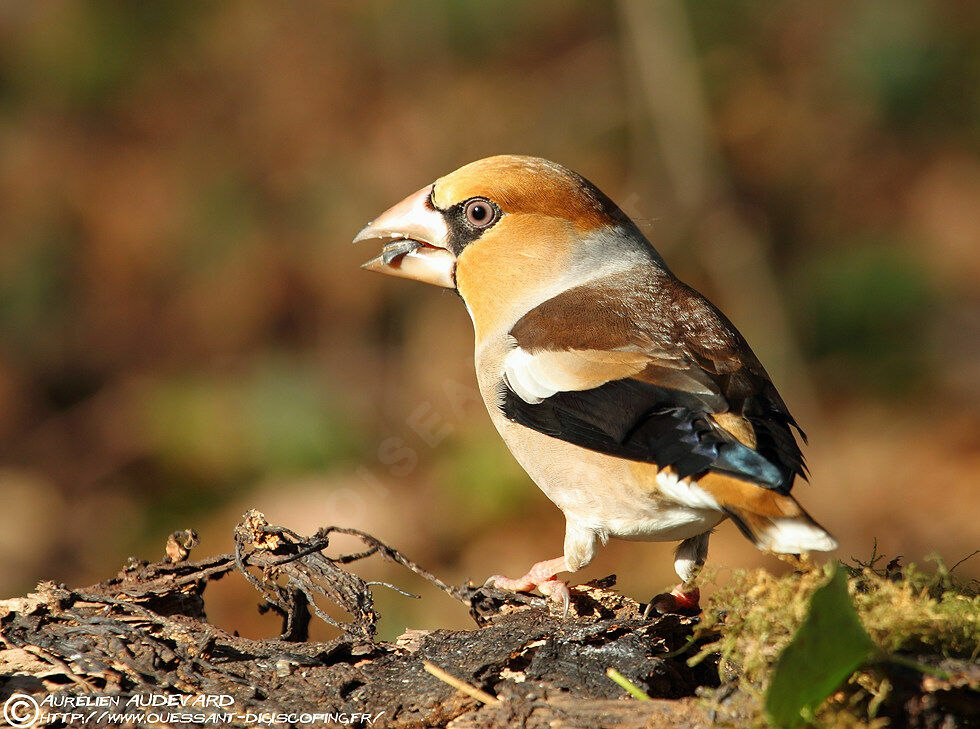 Hawfinch