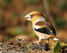 Hawfinch