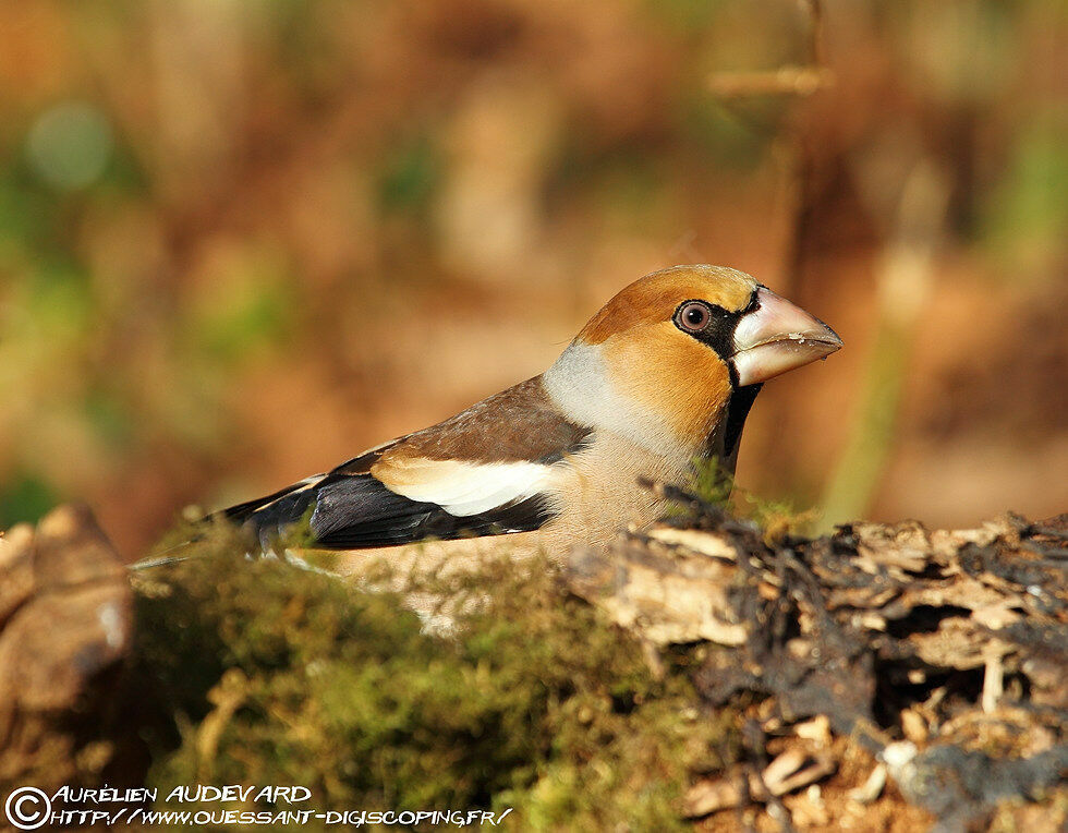 Hawfinch male adult breeding