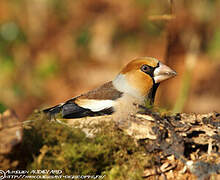 Hawfinch