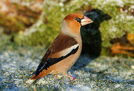 Hawfinch