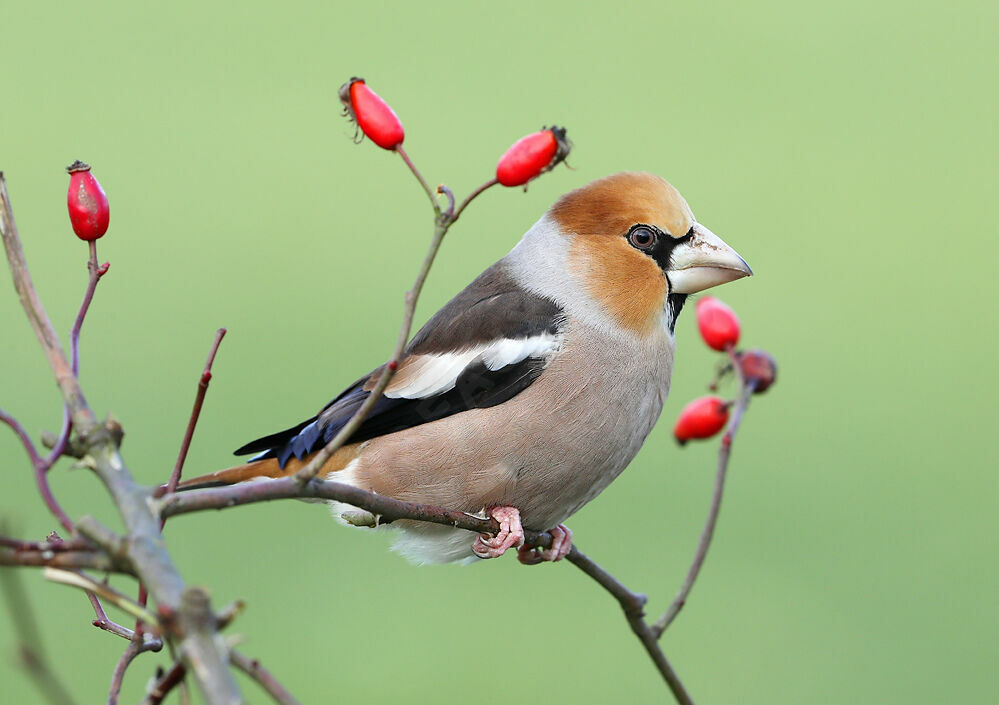 Hawfinch