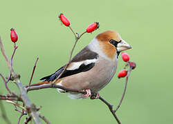 Hawfinch