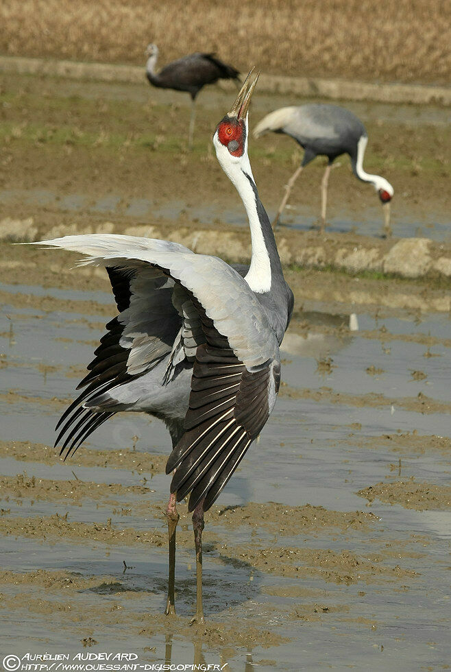 Grue à cou blanc