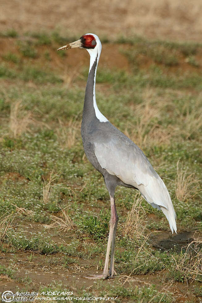 White-naped Crane, identification