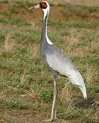 White-naped Crane