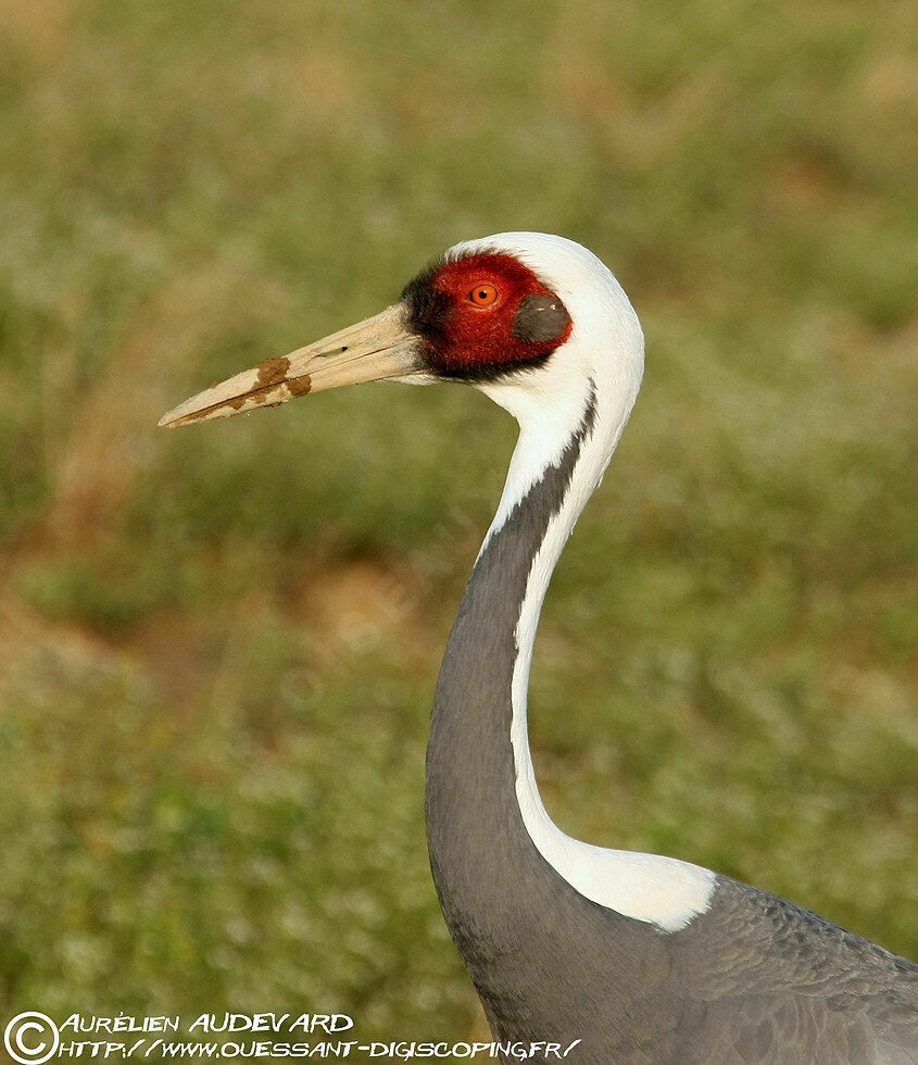 White-naped Craneadult breeding