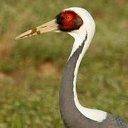 White-naped Crane