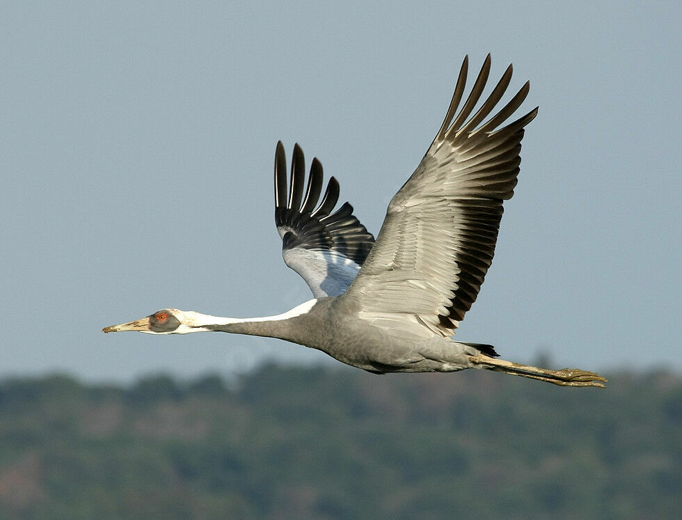 Grue à cou blancadulte nuptial, Vol