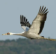 White-naped Crane