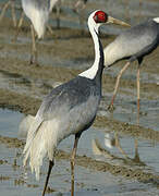 White-naped Crane