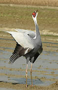 White-naped Crane