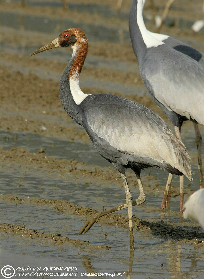 White-naped CraneSecond year