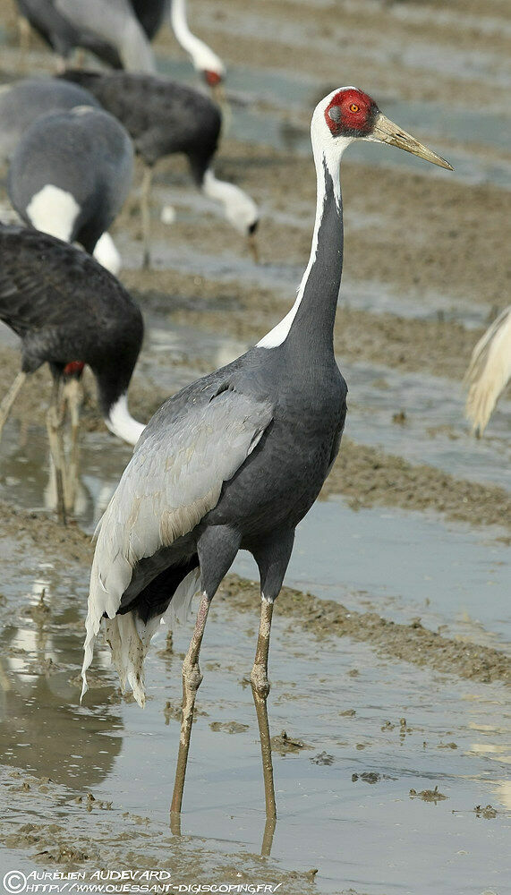 White-naped Crane