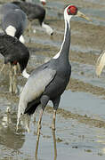 White-naped Crane