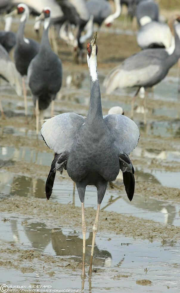 Grue à cou blanc