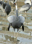 White-naped Crane