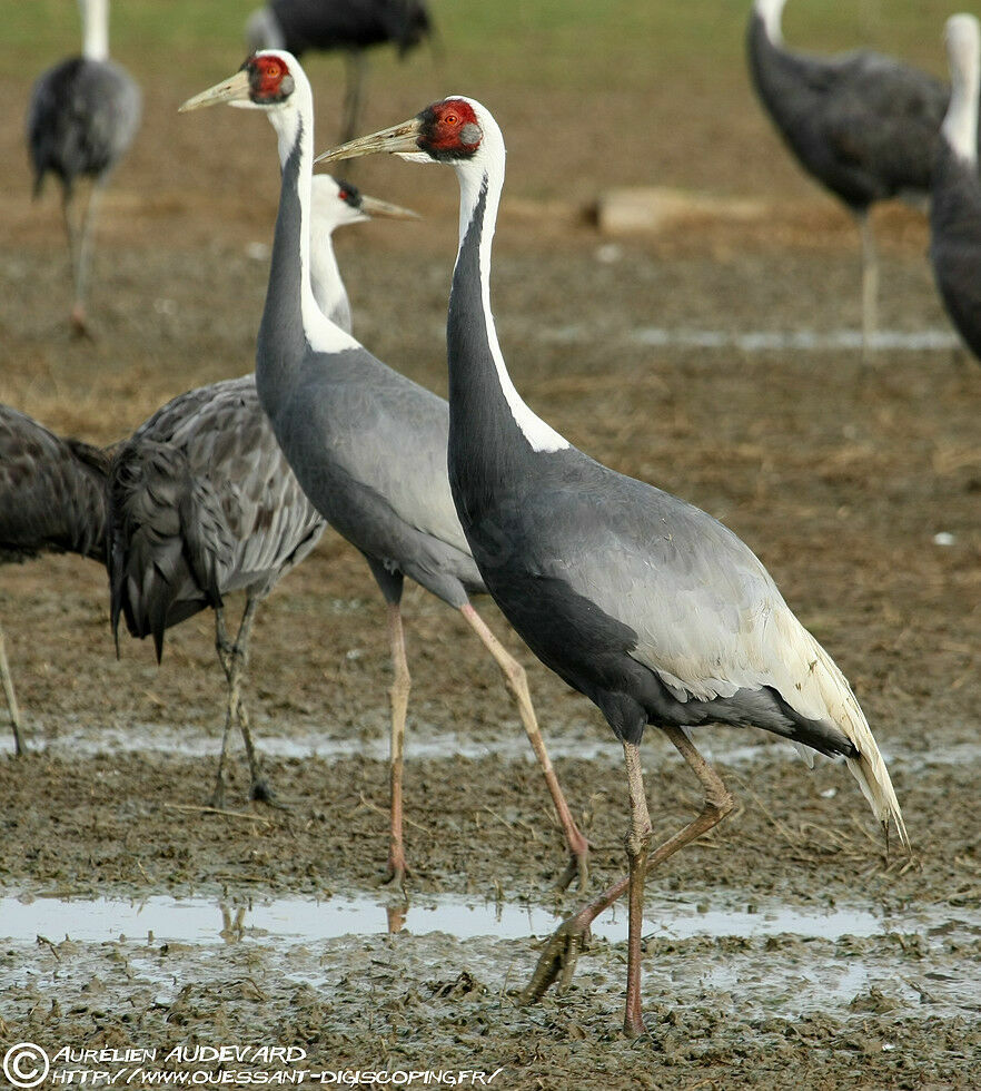 White-naped Crane