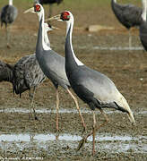 White-naped Crane