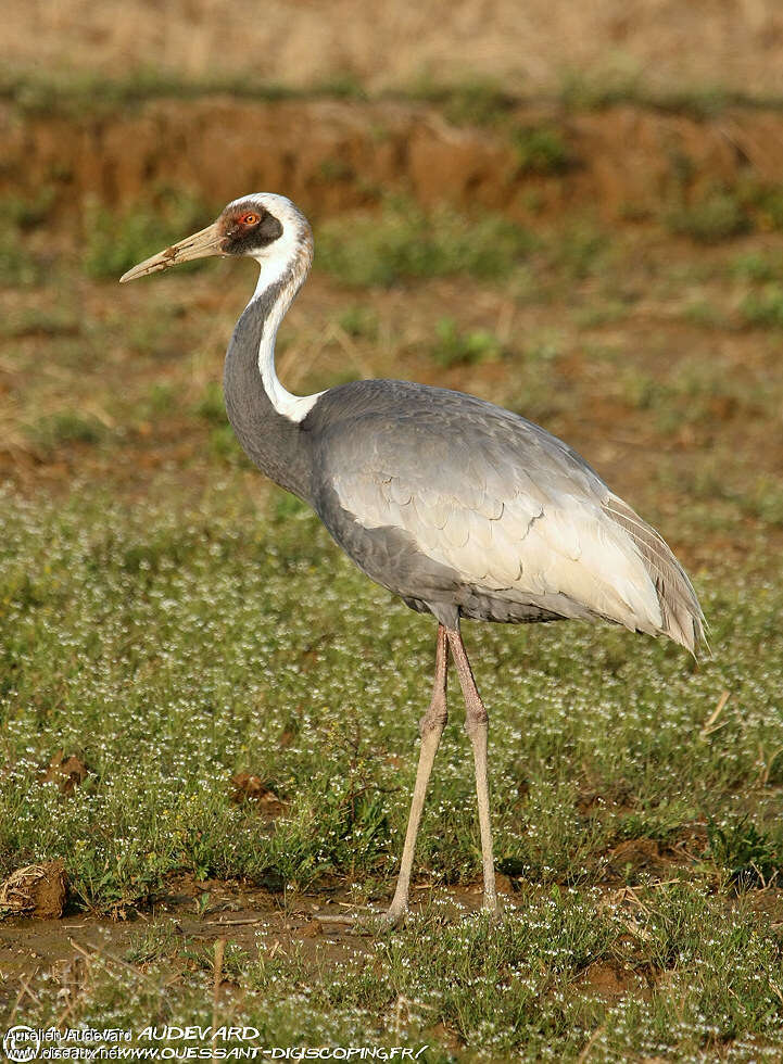 White-naped Crane, identification