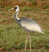 White-naped Crane