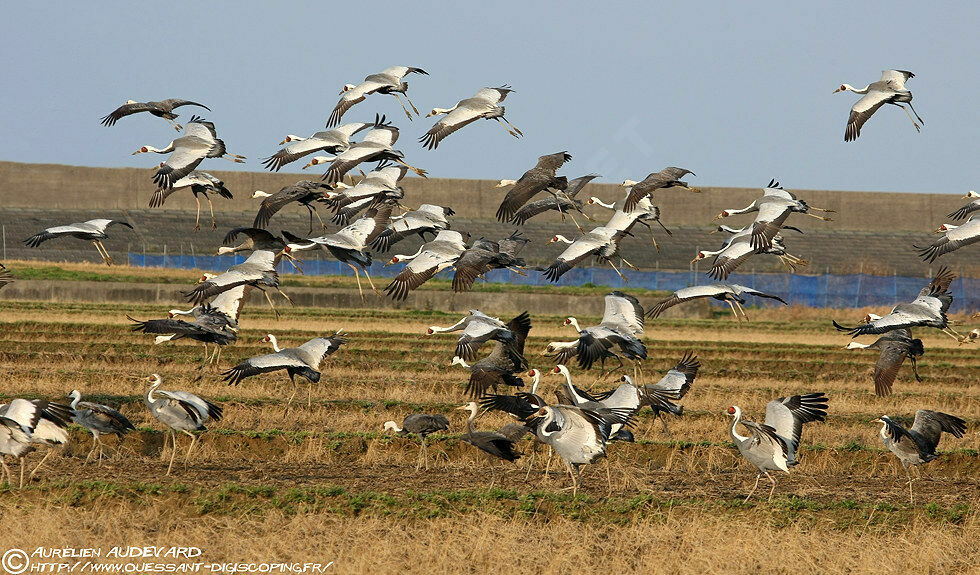 White-naped Crane