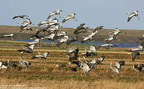 White-naped Crane