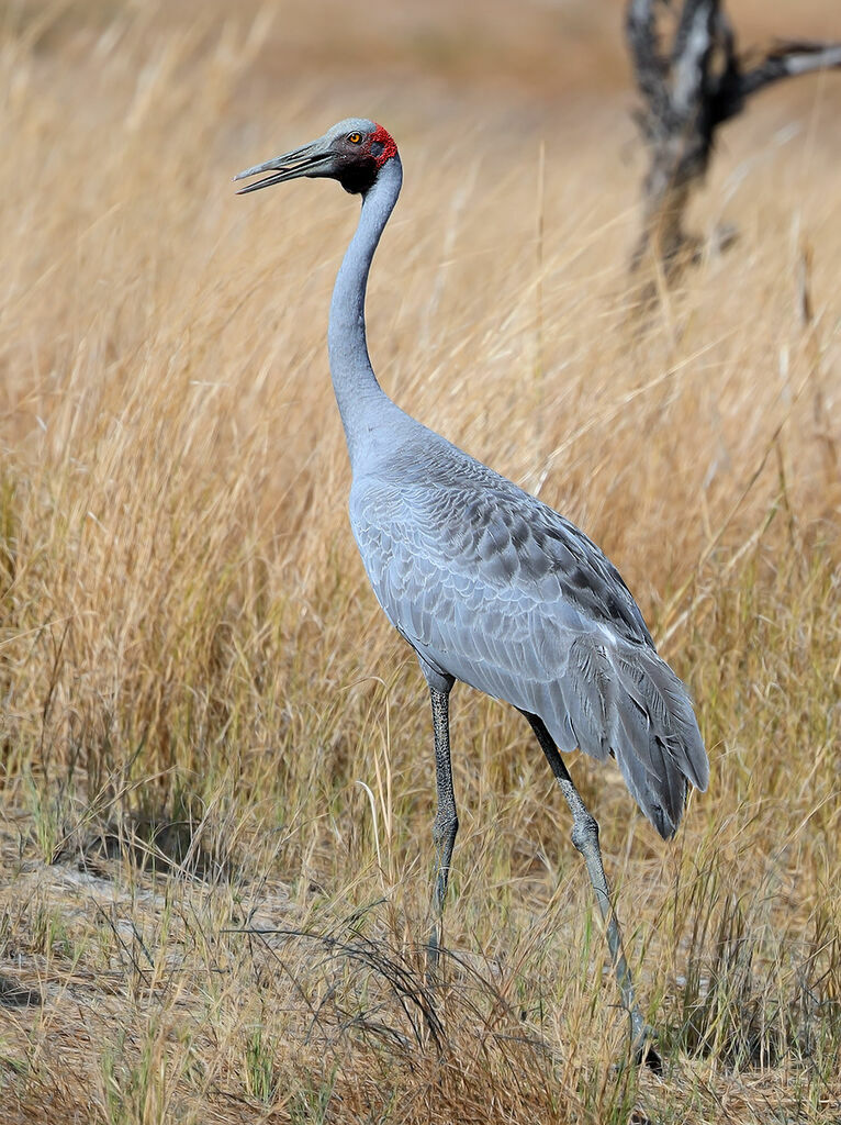 Brolga male adult, identification