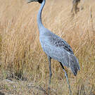 Grue brolga