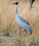 Grue brolga