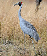 Brolga