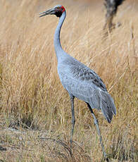 Grue brolga